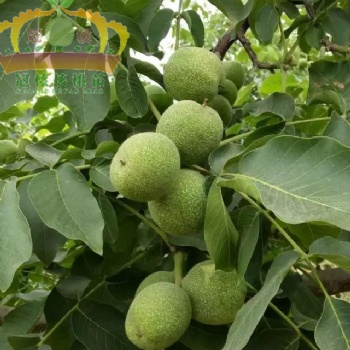 山東薄皮早實(shí)核桃苗 2公分嫁接核桃苗基地批發(fā)價(jià)格