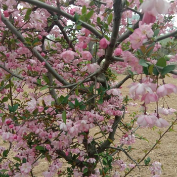 絢麗海棠，冬紅海棠，垂絲海棠，西府海棠，鉆石海棠，**雨點(diǎn)海棠