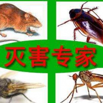 ?？诎紫伔乐?滅老鼠