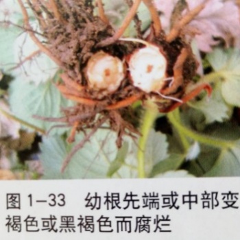 草莓根腐病危害根系 有機(jī)農(nóng)藥青枯立克廠家直供