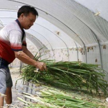 定制批發(fā)螞蚱網(wǎng)罩蝗蟲養(yǎng)殖大網(wǎng)片新料加厚透氣防飛逃