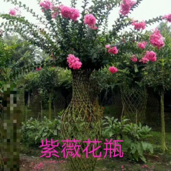 紫薇花瓶產地 紫薇造型 園林綠化景觀樹
