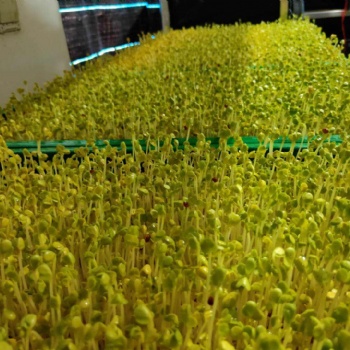 芽苗菜加盟 ，小本創(chuàng)業(yè)