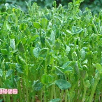 益康園芽苗菜的項目優(yōu)勢