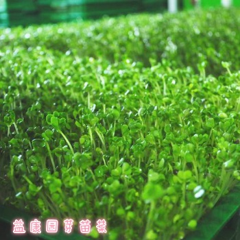 芽苗菜發(fā)展前景與展望