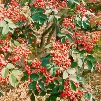 大紅袍花椒苗，花椒苗，批發(fā)花椒苗，花椒苗價(jià)格，臨沂花椒苗
