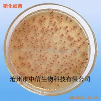 硝化細菌/降解亞硝酸鹽、氨、氮/添加劑