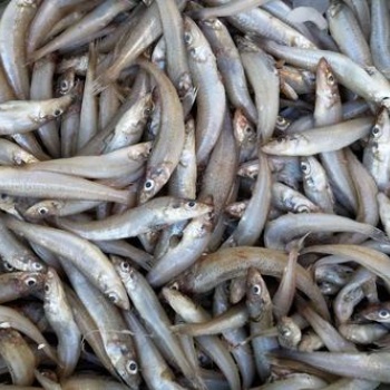 厄瓜多爾沙丁魚進口報關(guān)一定準備好這些資料