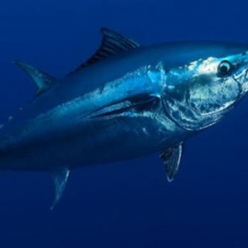 日本的金槍魚(yú)進(jìn)口報(bào)關(guān)編碼以及進(jìn)口報(bào)關(guān)關(guān)稅