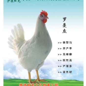蛋雞羅曼灰的生產性能