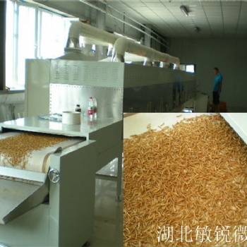 黑水虻微波烘干機(jī) 黑水虻微波干燥