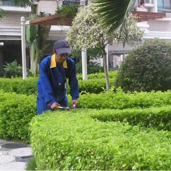 專(zhuān)業(yè)園林綠地養(yǎng)護(hù)托管公園綠化道路綠化養(yǎng)護(hù)托管