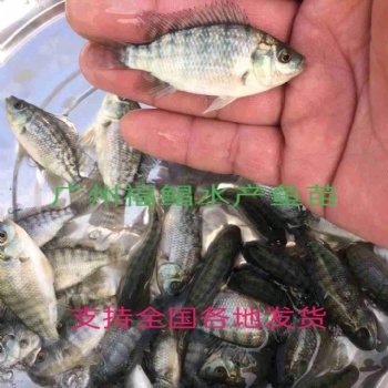 羅非魚苗，羅非水花苗，海南1號，新吉富，蘇丹紅羅非苗，澳泥羅非苗
