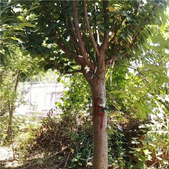 銷(xiāo)售12公分晚櫻 日本櫻花價(jià)格潤(rùn)軒苗木晚櫻報(bào)價(jià)