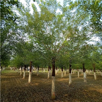 綠化苗木購(gòu)買(mǎi) 山東潤(rùn)軒園林國(guó)槐老式國(guó)槐價(jià)格