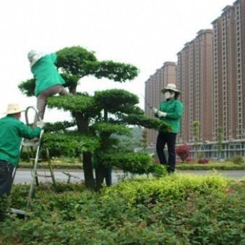 承接別墅綠化養(yǎng)護，私家花園綠化保養(yǎng)，廠區(qū)綠地管理