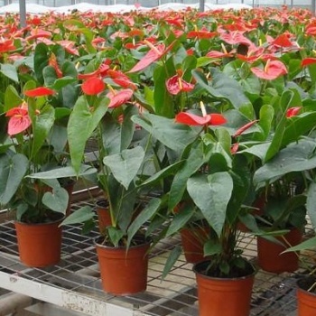 長(zhǎng)島縣花卉溫室蝴蝶蘭種植移動(dòng)式苗床鍍鋅是苗床