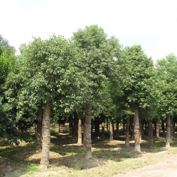 供應香樟苗和香樟示范場 廣西樟木苗與芳樟苗產地
