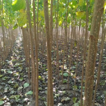 107楊樹苗108樹苗 無絮楊 達軒農(nóng)林基地