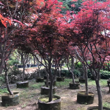 紅楓庭院綠化植物 綠化苗木 產(chǎn)地