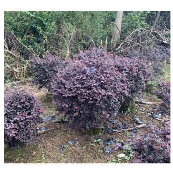 紅花繼木球工程綠化苗木 道路園林景觀 大量供應(yīng)