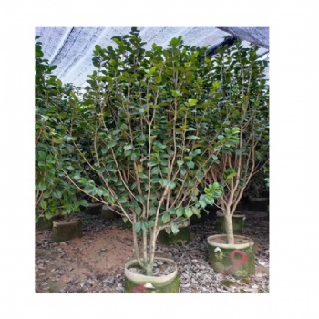 茶花盆栽基地批發(fā) 四季茶花開花不斷