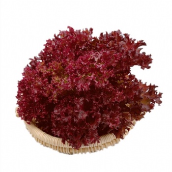 羅莎紅生菜新鮮花葉花邊西餐配菜果蔬綠色蔬菜沙拉火鍋食材批發(fā)銷(xiāo)售餐飲門(mén)店西餐廳酒店供應(yīng)超市直供全國(guó)物流