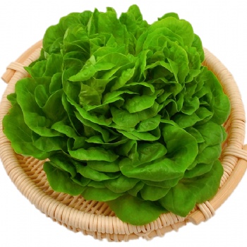 奶油綠生菜波士頓新鮮果蔬綠色蔬菜沙拉火鍋西餐食材批發(fā)銷(xiāo)售