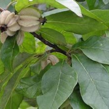 翅果苗、山西翅果苗種植基地、廠家批發(fā)**
