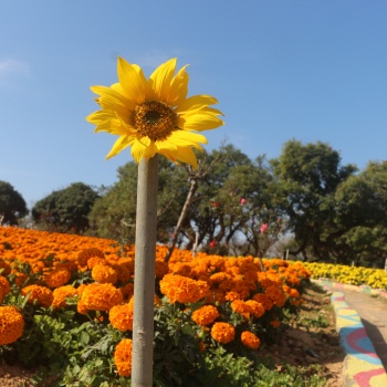 在東莞周邊適合秋冬時(shí)節(jié)游玩看花的農(nóng)家樂