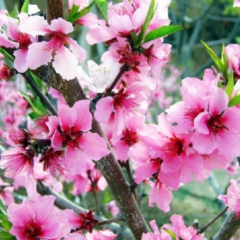 長沙春游、踏青、植樹賞花就來胖仔農莊一日游