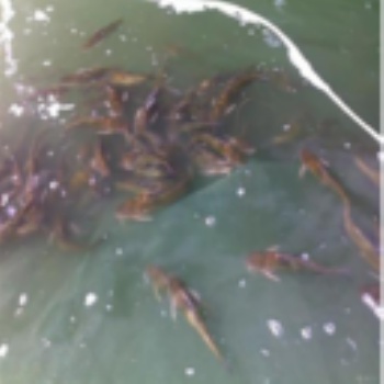 湖北漁添下農業水產養殖有限公司