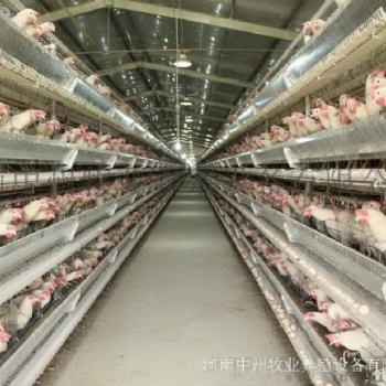 定做自動化層疊蛋肉雞籠 三四層蛋肉雞籠 小蛋雞籠清糞養(yǎng)雞設(shè)備