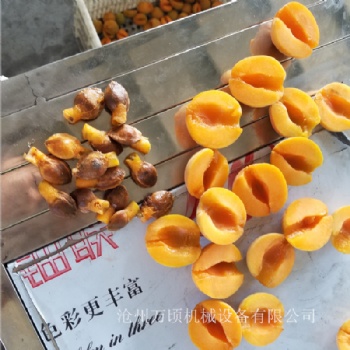 廠家供應(yīng)杏子去核機(jī) 大中小型杏子去核設(shè)備 去核切半多功能