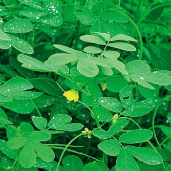 南寧景龍生態(tài) 大量批發(fā)零售決明草灌木種子
