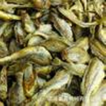 小黃魚低溫脫水設(shè)備-青島供應(yīng)商-不銹鋼材質(zhì)-奧普機(jī)械