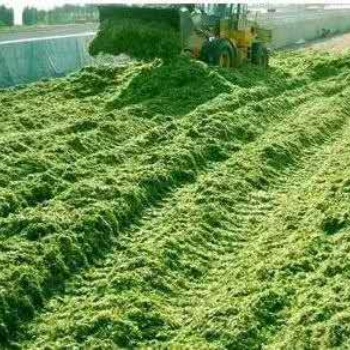 發(fā)酵酒糟做有機(jī)肥的好處