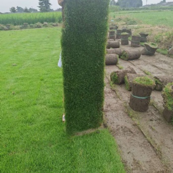 四川草坪種植基地_臺灣草批發(fā)_臺灣二號草坪價格_供應(yīng)細(xì)葉結(jié)縷草_暖季草坪_耐踩踏_公園草坪_禾潤花卉