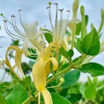 怎樣選擇合適的金銀花烘干機(jī)