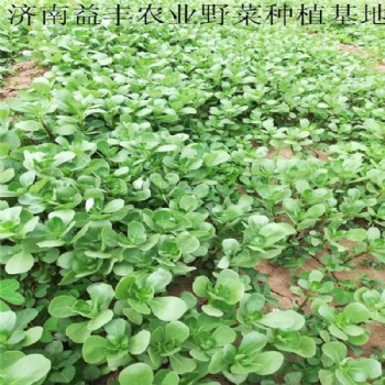 野菜種子批發 馬齒莧種子價格