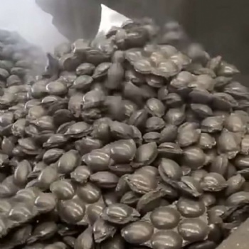 豫錦瀚 精煉渣壓球粘合劑 硅鋁鋇鈣球粘結(jié)劑 壓完即裝袋