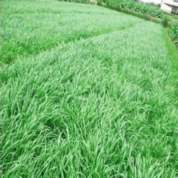 多年生黑麥草可春播或秋播黑麥草種子發芽率高