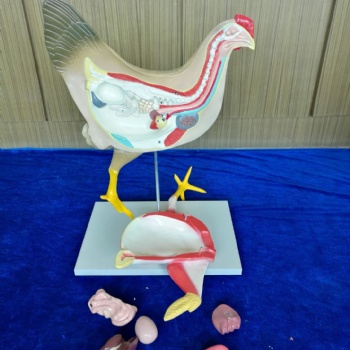 河南德教生物標(biāo)本切片廠動(dòng)物解剖模型動(dòng)物解剖標(biāo)本豬骨骼動(dòng)物全身肌肉塑化標(biāo)本