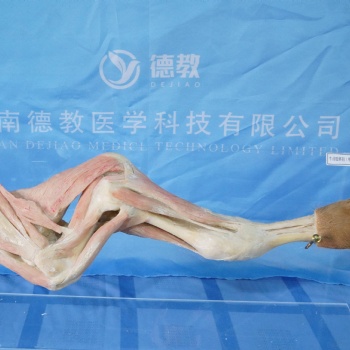 河南德教生物標本切片模型廠動物解剖標本實驗標本畜牧獸醫(yī)專業(yè)教學用標本