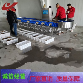 柑橘全自動(dòng)稱重分級分揀機(jī)圣女果全自動(dòng)重量分選機(jī)